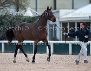 Clintige Tosc Tour2013- S5 1680 : Arezzo, Cavalli d'Italia, Clintige, Toscana Tour 2013, foto di Stefano Secchi ©